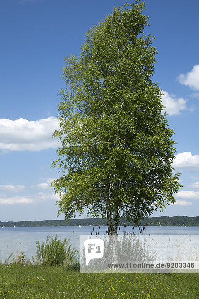 Tree at Lake Starnberg  Bavaria  Germany