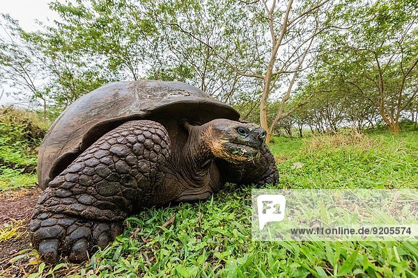 ungestüm Insel Ecuador Galapagosinseln Highlands Landschildkröte Schildkröte
