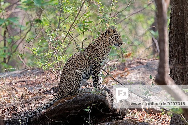 Raubkatze Leopard Panthera pardus jung Indien indische Abstammung Inder Asien Madhya Pradesh