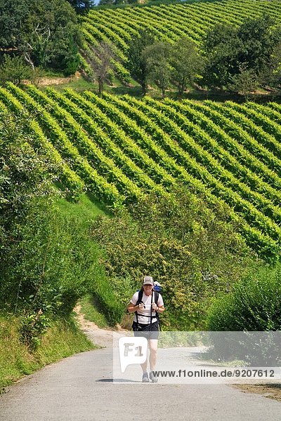 Coastal Route or Northern St James way  Txakoli (aka Chacoli  typical wine in Euskadi) vineyards  Talaiberri winery in Talaimendi hill  Zarautz  Guipuzcoa  Basque Country  Spain.