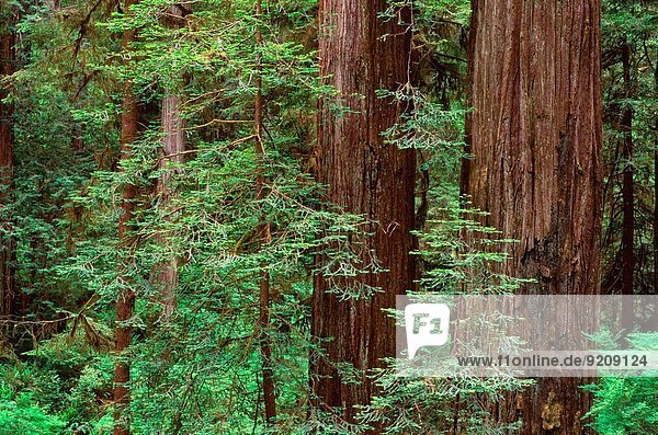 Vereinigte Staaten von Amerika USA Baum über aufwärts reifer Erwachsene reife Erwachsene Bach jung Unterholz Kalifornien Sequoia Prärie
