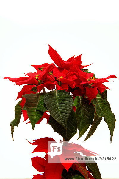 Weihnachtsstern Euphorbia pulcherrima