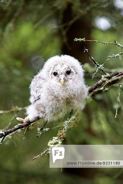 Europe Finland Kuhmo area Kajaani Ural owl (Strix uralensis young just after he left the nest perched on a branch.