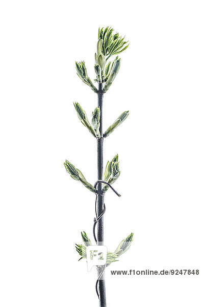 Twig with maple buds and leaves