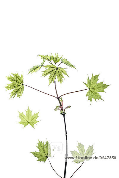 Twig with maple leaves