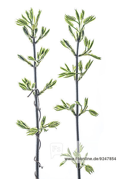 Zwei Zweige mit Ahornblättern