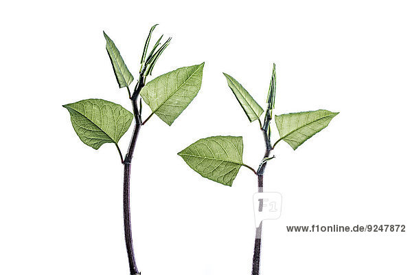 Two twigs of Japanese knotweed