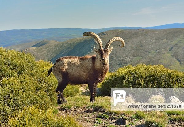 Cabra montés  Capra hispanica  en la sierra de Gredos  Ávila