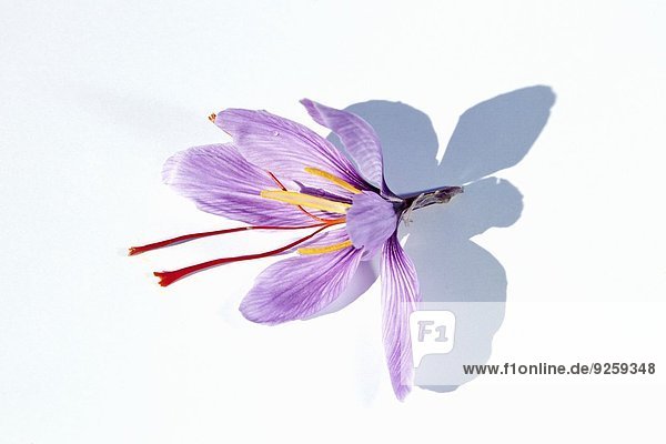 Eine Safranblüte