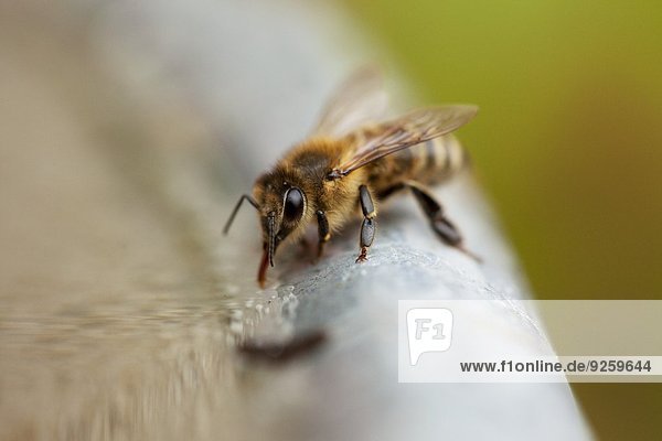 Honigbiene