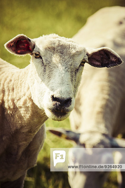 Porträt eines Schafes