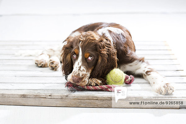 Englischer Springer Spaniel Welpe auf Holzpalette liegend mit seinem Hundespielzeug