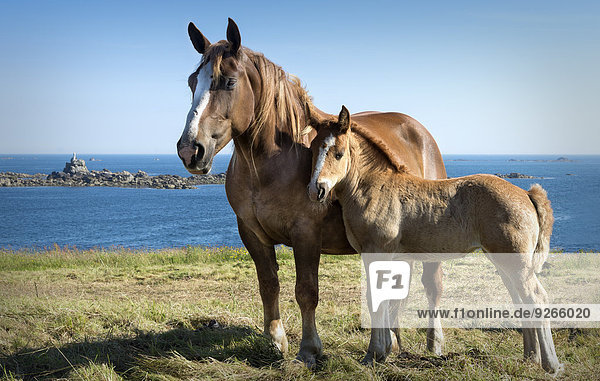 Frankreich  Bretagne  Pferd mit Fohlen