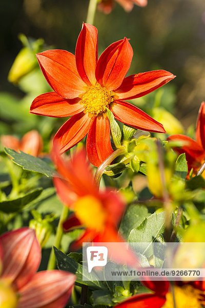 Blüten der rot-orangenen Dahlien,  Dahlien,  bei Sonnenlicht