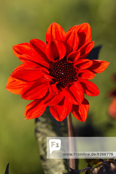 Blüte der roten Dahlien,  Dahlien,  bei Sonnenlicht