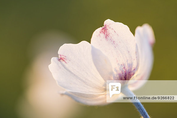 Blüte der Schneeglöckchenanemone,  Anemone sylvestris,  bei Sonnenlicht