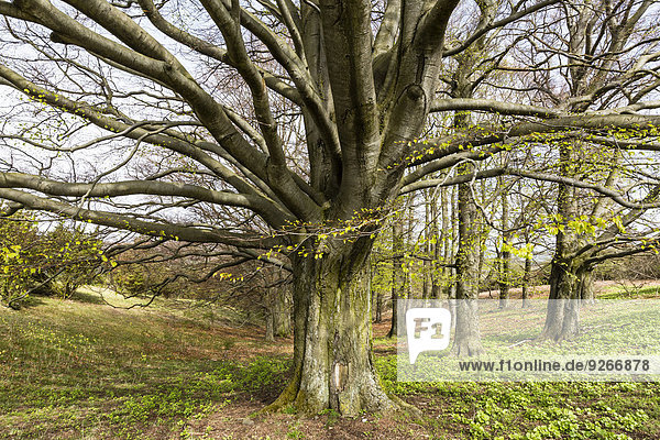 Deutschland  Hessen  Dörnberg  Bäume im Naturpark Habichtswald im Frühjahr