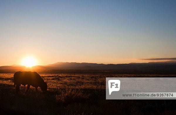 Kuhweiden bei Sonnenuntergang in ländlicher Landschaft  Nevada  USA