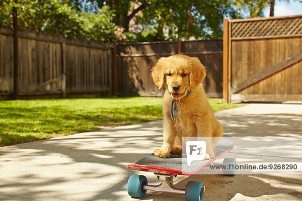 Labrador Welpe sitzend auf Skateboard