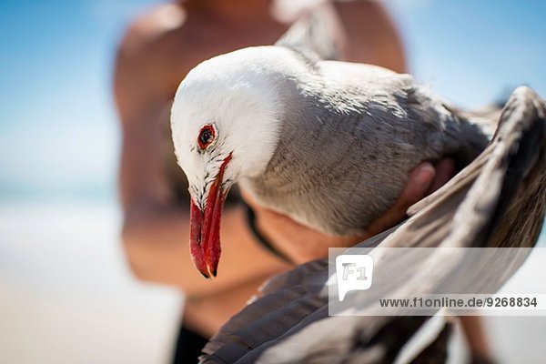 Mid adult male holding seagull  focus on seagull