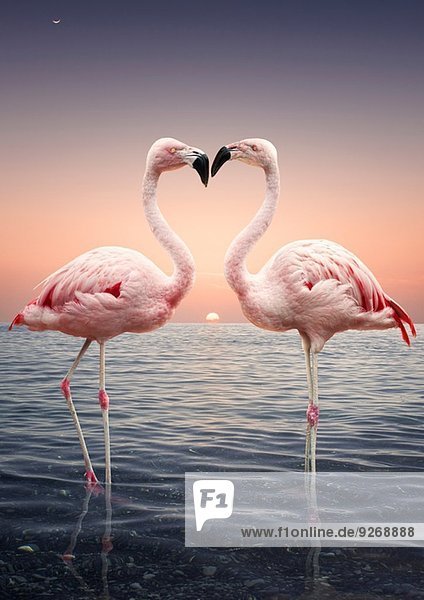 Portrait von zwei rosa Flamingos  die bei Sonnenuntergang von Angesicht zu Angesicht im Meer stehen.