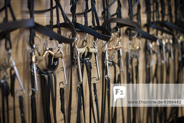 Row of bridles hanging up in stables