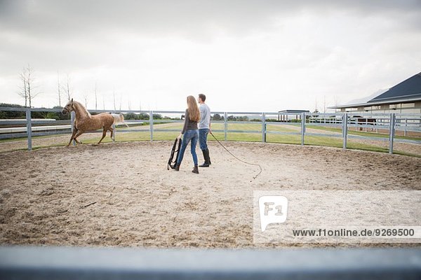 Two stablehands training palomino horse in paddock ring