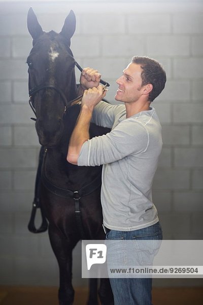 Male stablehand putting bridle onto horse in stables