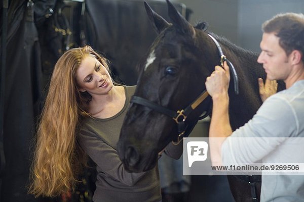 Male and female stablehands adjusting halter on horse in stables