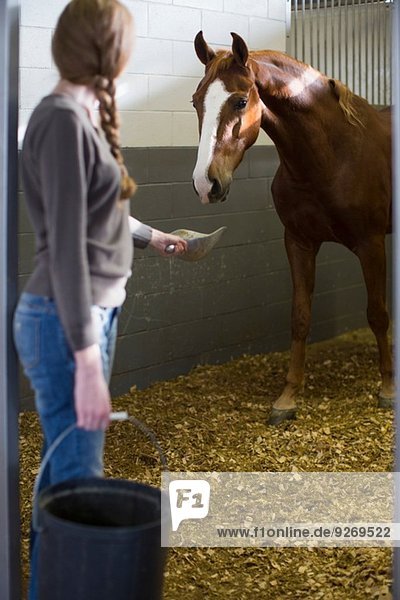 Female stablehand feeding horse in stables