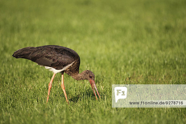 Schwarzstorch (Ciconia nigra)  Altvogel auf Nahrungssuche  Allgäu  Bayern  Deutschland