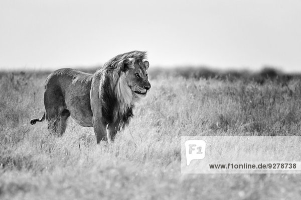 Löwe (Panthera leo),  Männchen,  im Grünland stehend,  schwarz und weiß,  Etosha-Nationalpark,  Namibia