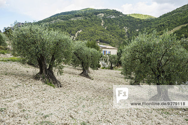 Alte Olivenbäume (Olea europaea)  Buis-les-Baronnies  Departement Drôme  Rhônes-Alpes  Provence  Frankreich