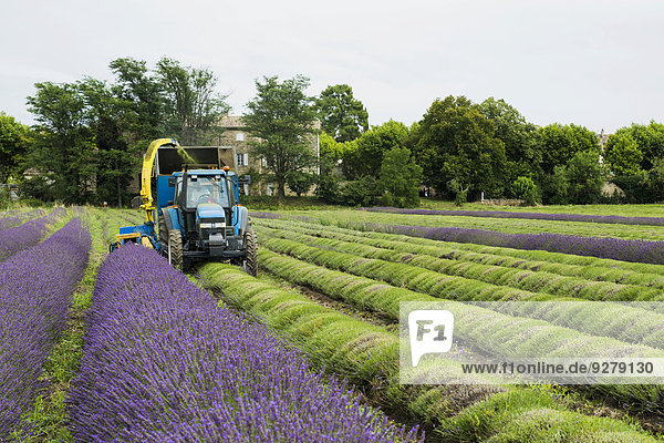 Lavender harvest  Grignan  Département Drôme  Rhône-Alpes  Provence  France