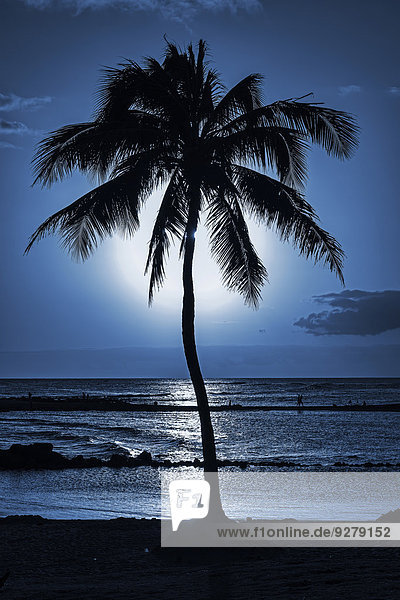 Palme Abendstimmung Kauai Hawaii USA