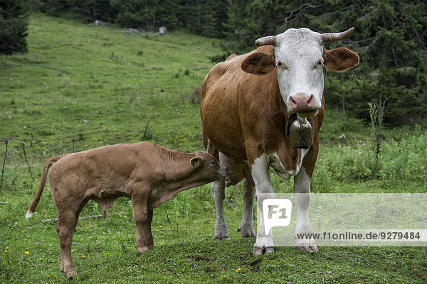 Kuh und säugendes Kalb  Kühe auf Almwiese  St. Ilgen  Bodenbauer  Joseralm  Steiermark  Österreich