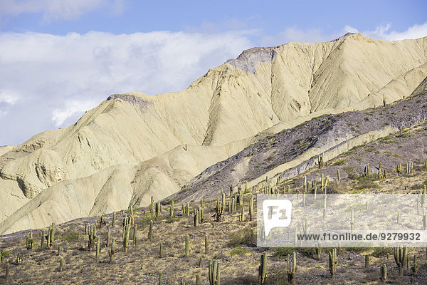 Berge mit Trichocereus pasacana Kakteengewächsen im Vordergrund  nahe Purmamarca  Jujuy  Argentinien