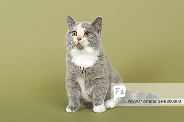British Shorthair cat  kitten  18 weeks  coat colour blue  cream and white