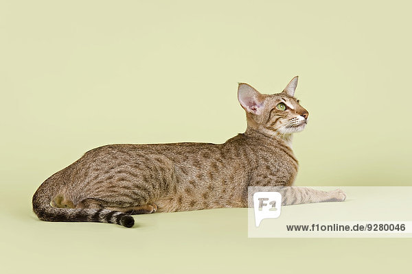 Orientalisch Kurzhaar Katze,  3 Jahre,  Farbe Chocolate Spotted Tabby