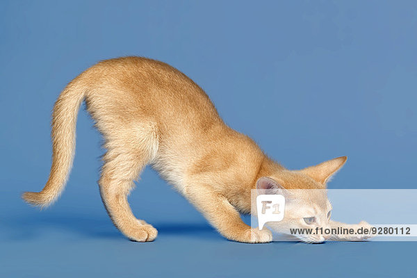 Abyssinian kitten, 9 weeks, colour fawn
