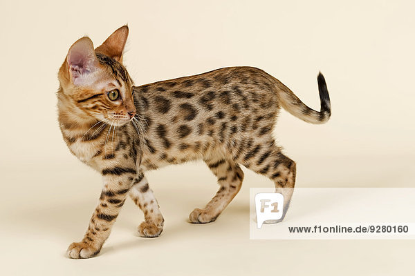 Bengalkatze  Kitten  Farbe Braun rosetted  16 Wochen