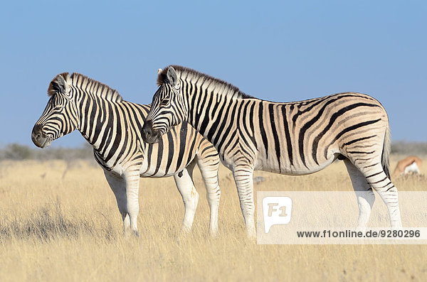 Burchell-Zebras (Equus burchelli)  im trockenen Gras stehend  Etosha-Nationalpark  Namibia