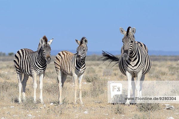 Burchell-Zebras (Equus burchelli)  Alttiere und Fohlen  Etosha-Nationalpark  Namibia