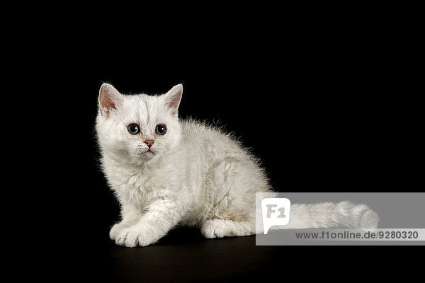 Selkirk Rex Kitten  8 Wochen  Farbe Silver shaded  hell  gelockt
