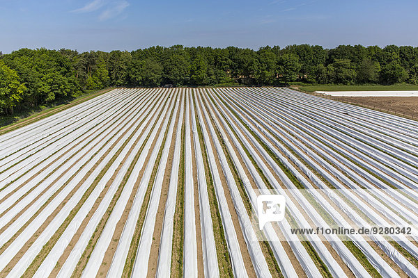 Asparagus field  asparagus dams  covered with plastic sheets  Walbeck  Niederrhein or Lower Rhine region  North Rhine-Westphalia  Germany