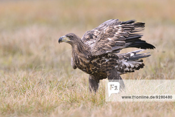 weiß Herbst Wiese Schwanz Tierschwanz Adler Polen
