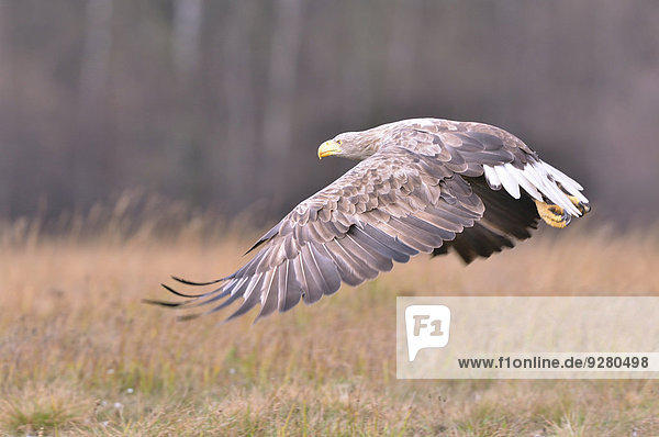 Landschaft fliegen fliegt fliegend Flug Flüge weiß Herbst Schwanz Tierschwanz Adler Polen