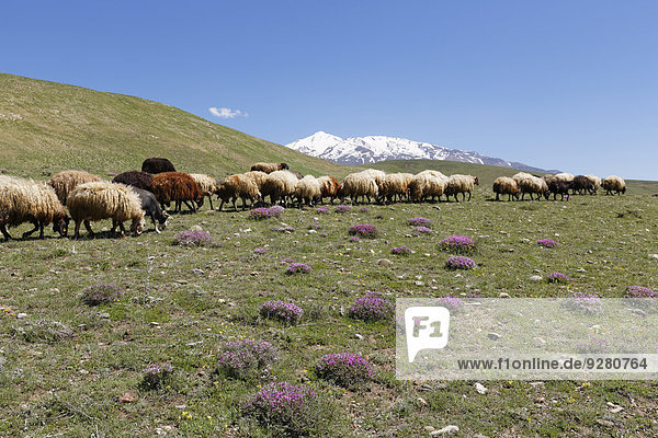A flock of sheep on a mountain pasture in the Taurus Mountains  the volcano Mount Süphan or Süphan Dagi at the back  near Adilcevaz  Bitlis Province  Eastern Anatolia Region  Anatolia  Turkey
