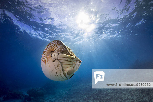 Nautilus oder Perlboot (Nautilus belauensis)  Palau