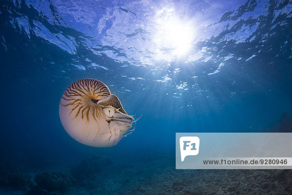 Nautilus (Nautilus belauensis)  Palau